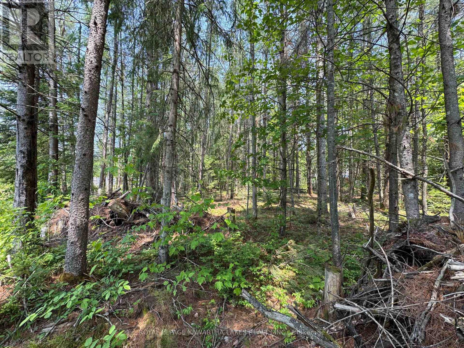 Lot 8 Watson Drive, Kawartha Lakes, Ontario  K0M 1C0 - Photo 16 - X12214982