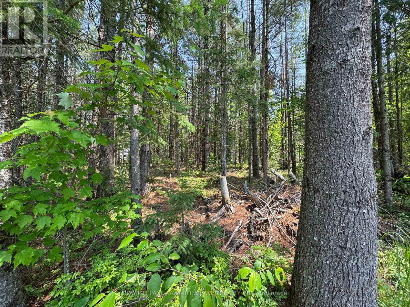 Lot 8 Watson Drive, Kawartha Lakes, Ontario  K0M 1C0 - Photo 17 - X12214982